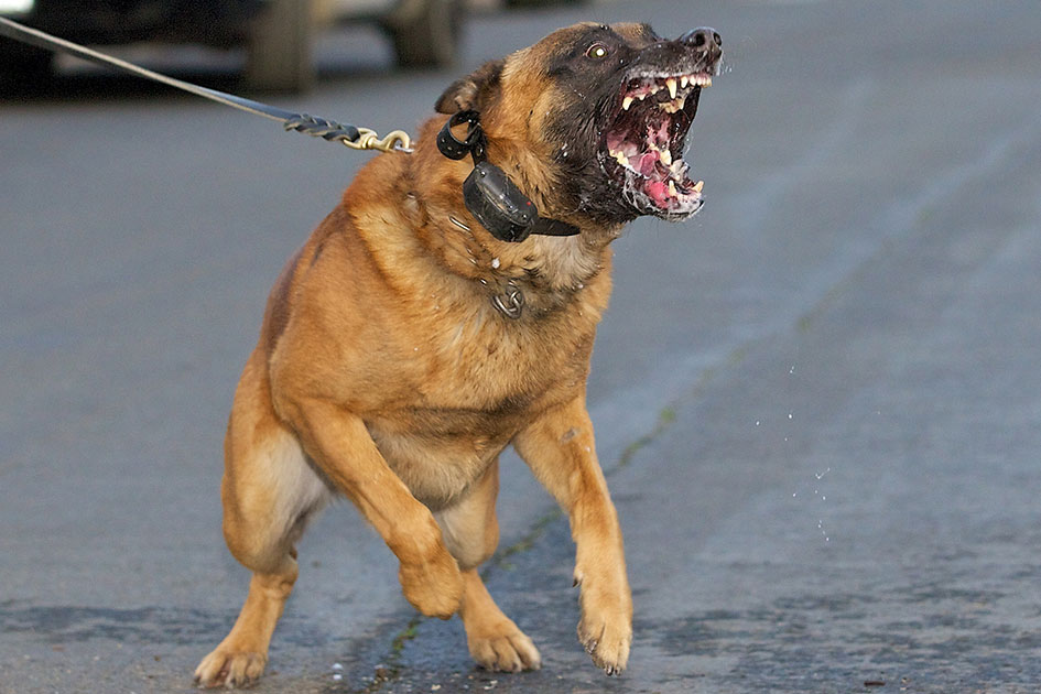 Kingston NY Dog Bite Injury Lawyer