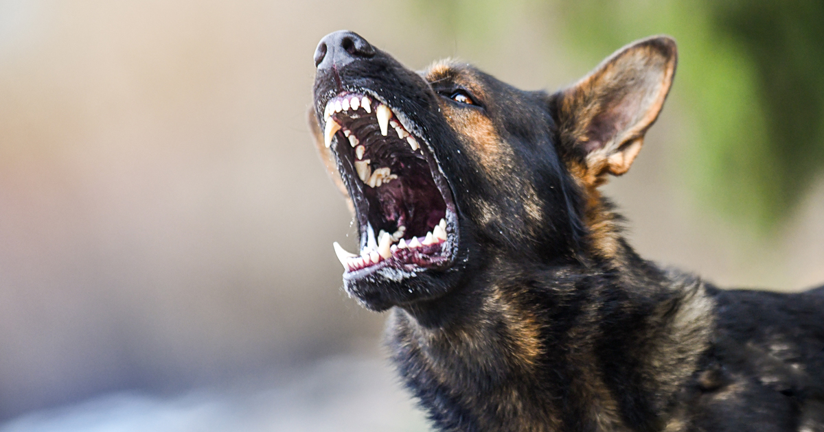 What is the new dog bite personal injury law in New York State?