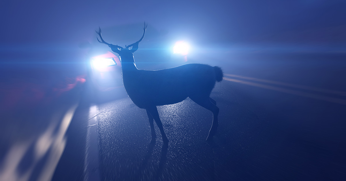 What Are Your Personal Injury Rights When Deer Caused an Accident?